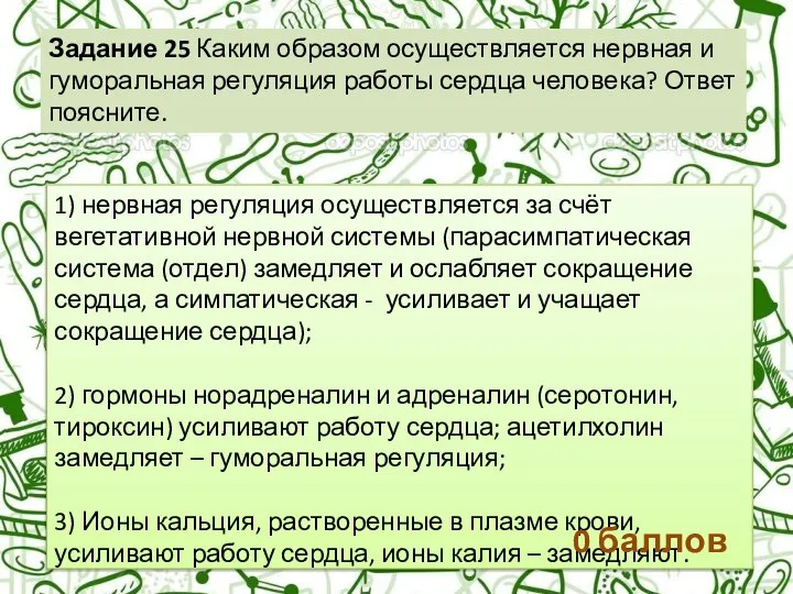 Задание 25 Каким образом осуществляется нервная и гуморальная регуляция работы сердца