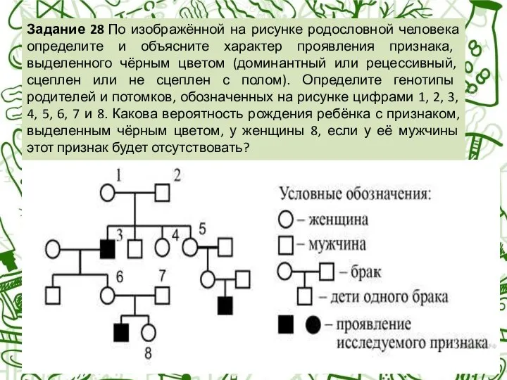 Задание 28 № 23029 По изображённой на рисунке родословной человека определите