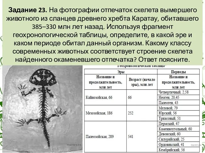 Задание 23. На фотографии отпечаток скелета вымершего животного из сланцев древнего