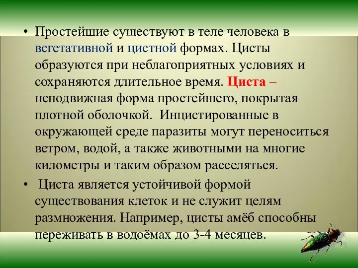 Простейшие существуют в теле человека в вегетативной и цистной формах. Цисты