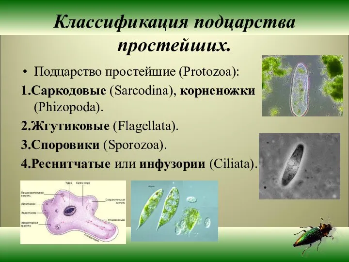 Классификация подцарства простейших. Подцарство простейшие (Protozoa): 1.Саркодовые (Sarcodina), корненожки (Phizopoda). 2.Жгутиковые