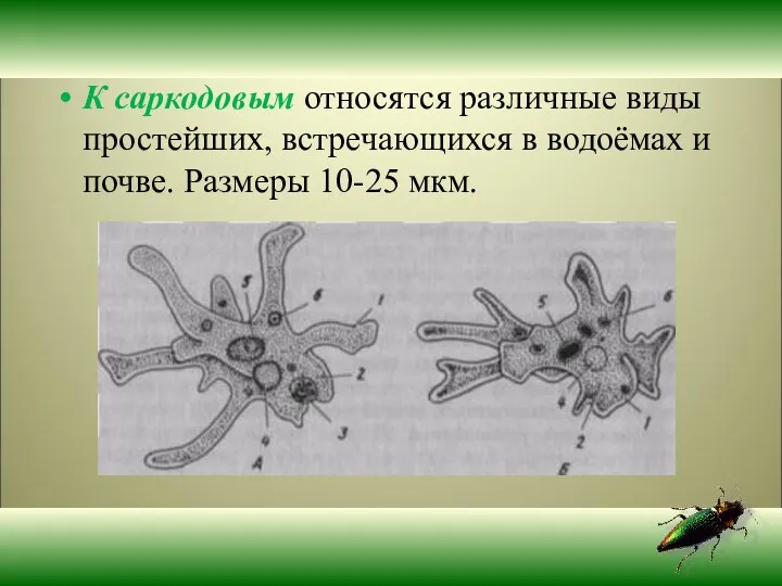 К саркодовым относятся различные виды простейших, встречающихся в водоёмах и почве. Размеры 10-25 мкм.