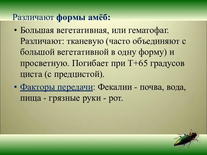 Различают формы амёб: Большая вегетативная, или гематофаг. Различают: тканевую (часто объединяют