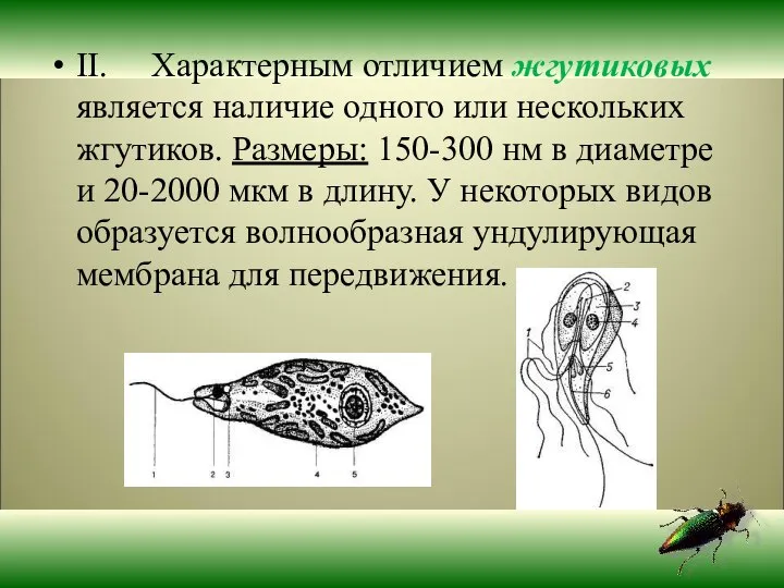 II. Характерным отличием жгутиковых является наличие одного или нескольких жгутиков. Размеры: