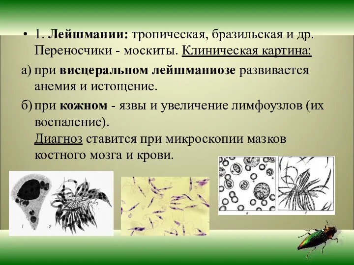 1. Лейшмании: тропическая, бразильская и др. Переносчики - москиты. Клиническая картина: