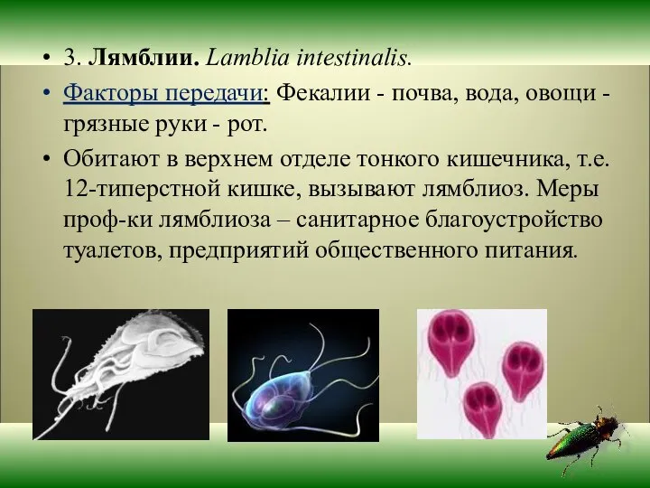 3. Лямблии. Lamblia intestinalis. Факторы передачи: Фекалии - почва, вода, овощи