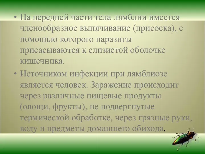 На передней части тела лямблии имеется членообразное выпячивание (присоска), с помощью