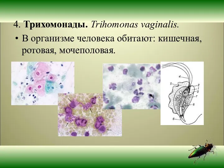 4. Трихомонады. Trihomonas vaginalis. В организме человека обитают: кишечная, ротовая, мочеполовая.