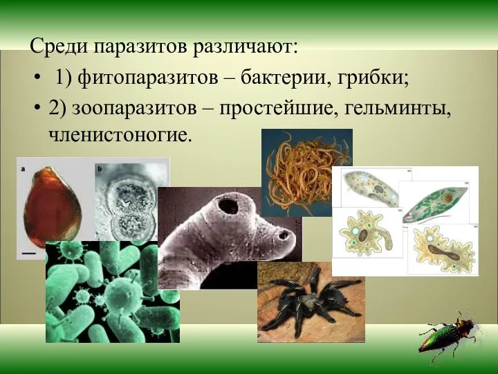 Среди паразитов различают: 1) фитопаразитов – бактерии, грибки; 2) зоопаразитов – простейшие, гельминты, членистоногие.