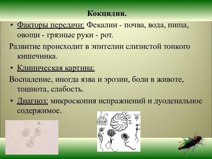 Кокцидия. Факторы передачи: Фекалии - почва, вода, пища, овощи - грязные