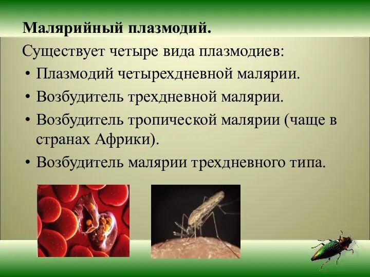 Малярийный плазмодий. Существует четыре вида плазмодиев: Плазмодий четырехдневной малярии. Возбудитель трехдневной