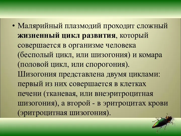 Малярийный плазмодий проходит сложный жизненный цикл развития, который совершается в организме