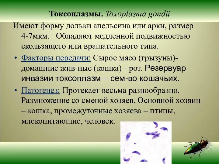 Токсоплазмы. Toxoplasma gondii Имеют форму дольки апельсина или арки, размер 4-7мкм.