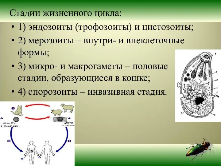 Стадии жизненного цикла: 1) эндозоиты (трофозоиты) и цистозоиты; 2) мерозоиты –