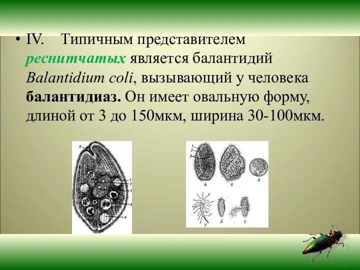 IV. Типичным представителем реснитчатых является балантидий Balantidium coli, вызывающий у человека