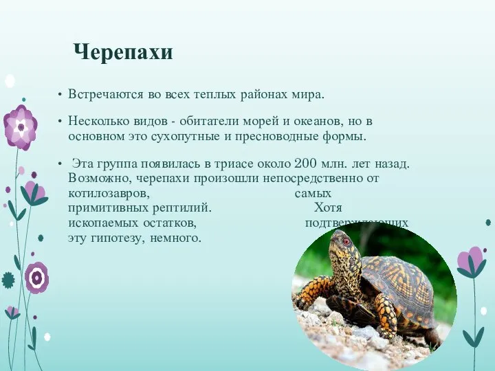 Черепахи Встречаются во всех теплых районах мира. Несколько видов - обитатели