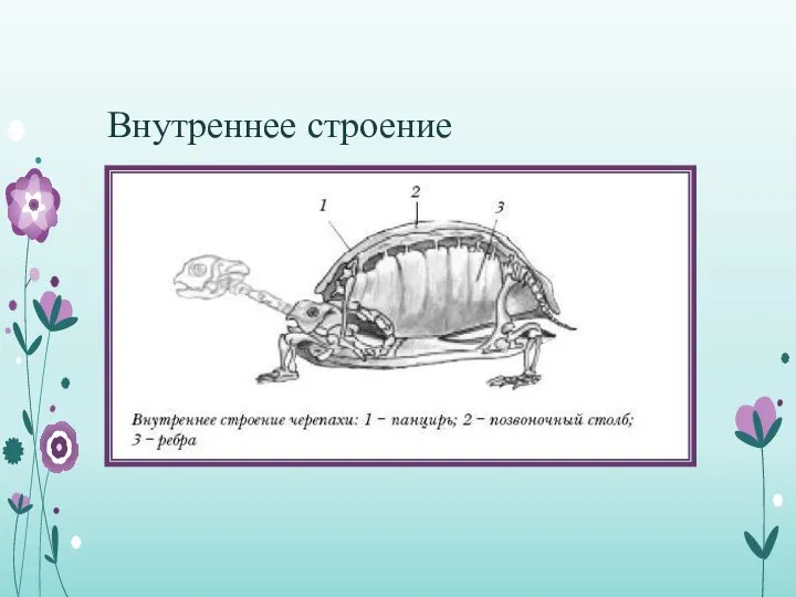 Внутреннее строение