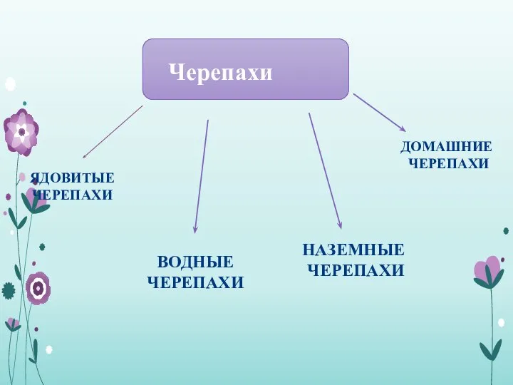 Черепахи НАЗЕМНЫЕ ЧЕРЕПАХИ ВОДНЫЕ ЧЕРЕПАХИ ДОМАШНИЕ ЧЕРЕПАХИ ЯДОВИТЫЕ ЧЕРЕПАХИ