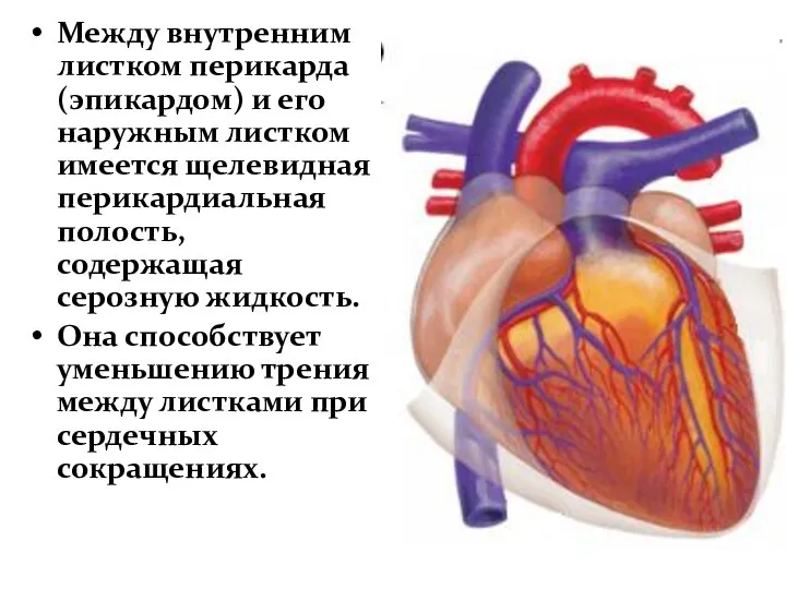 Между внутренним листком перикарда (эпикардом) и его наружным листком имеется щелевидная