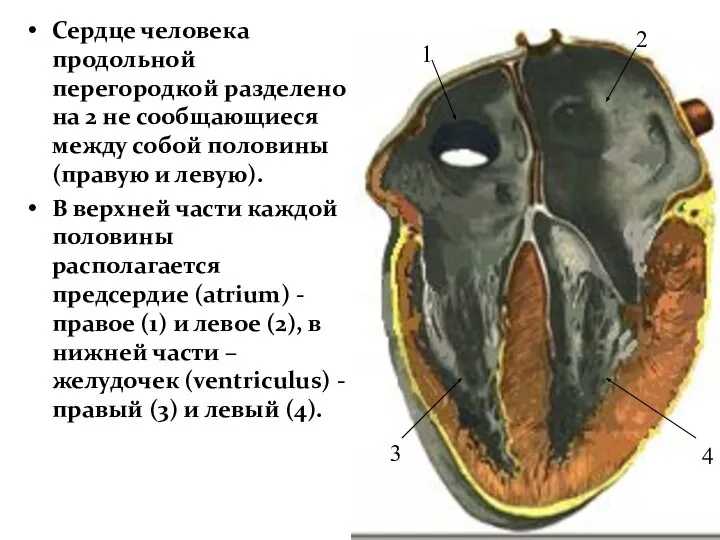 Сердце человека продольной перегородкой разделено на 2 не сообщающиеся между собой