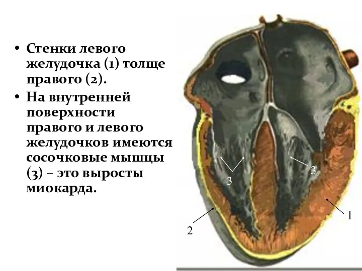 Стенки левого желудочка (1) толще правого (2). На внутренней поверхности правого