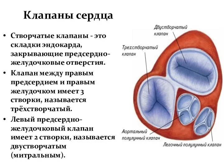 Клапаны сердца Створчатые клапаны - это складки эндокарда, закрывающие предсердно-желудочковые отверстия.