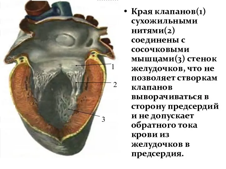 Края клапанов(1) сухожильными нитями(2) соединены с сосочковыми мышцами(3) стенок желудочков, что