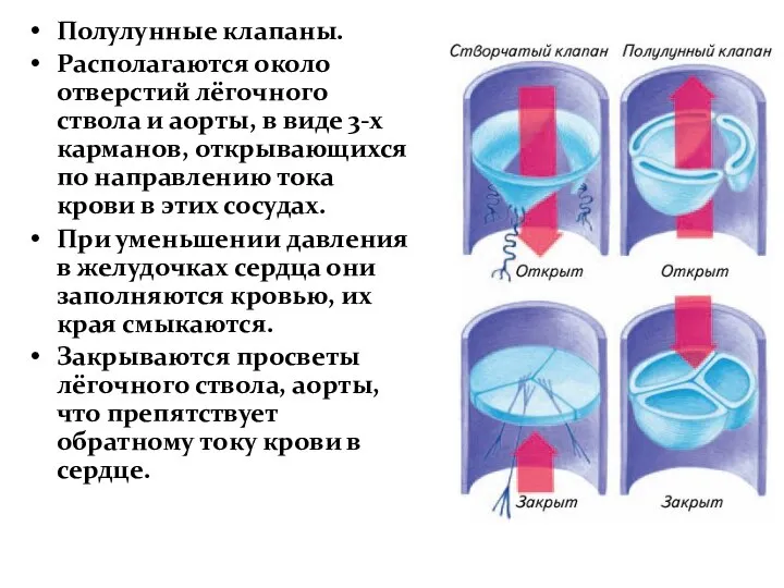 Полулунные клапаны. Располагаются около отверстий лёгочного ствола и аорты, в виде