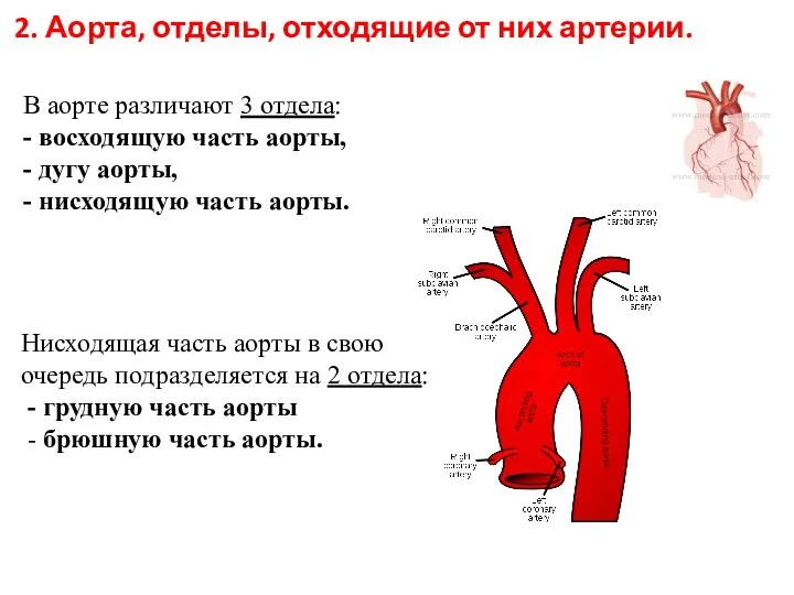 2. Аорта, отделы, отходящие от них артерии. В аорте различают 3