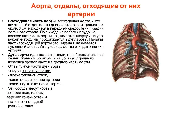 Аорта, отделы, отходящие от них артерии Восходящая часть аорты (восходящая аорта)