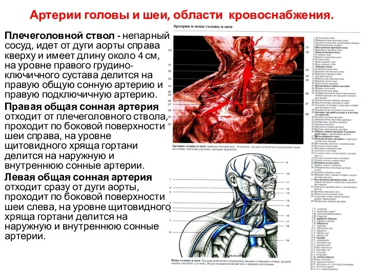 Артерии головы и шеи, области кровоснабжения. Плечеголовной ствол - непарный сосуд,