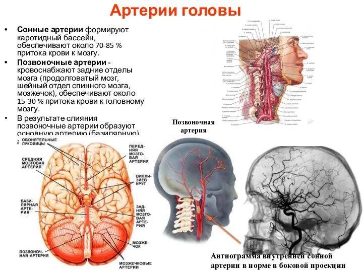 Артерии головы Сонные артерии формируют каротидный бассейн, обеспечивают около 70-85 %