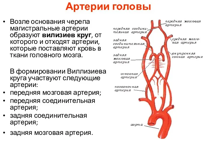 Артерии головы Возле основания черепа магистральные артерии образуют вилизиев круг, от