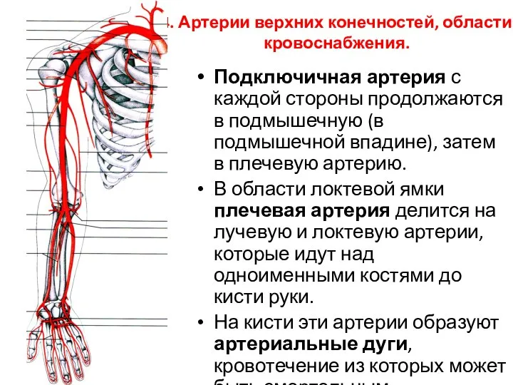 4. Артерии верхних конечностей, области кровоснабжения. Подключичная артерия с каждой стороны