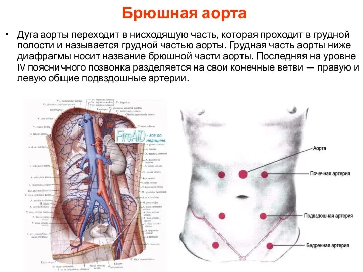 Брюшная аорта Дуга аорты переходит в нисходящую часть, которая проходит в