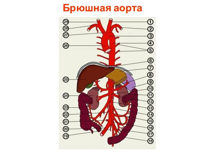 Брюшная аорта