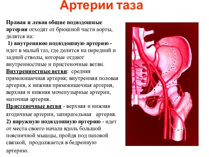Артерии таза Правая и левая общие подвздошные артерии отходят от брюшной
