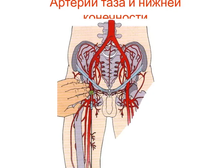 Артерии таза и нижней конечности