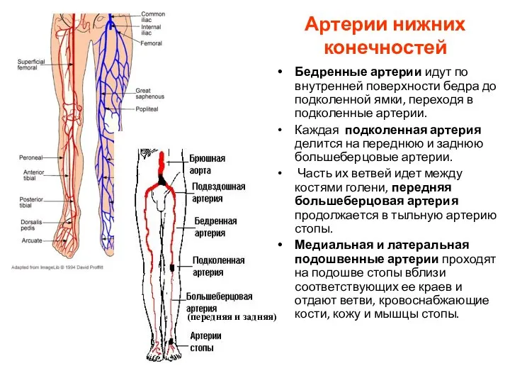 Артерии нижних конечностей Бедренные артерии идут по внутренней поверхности бедра до