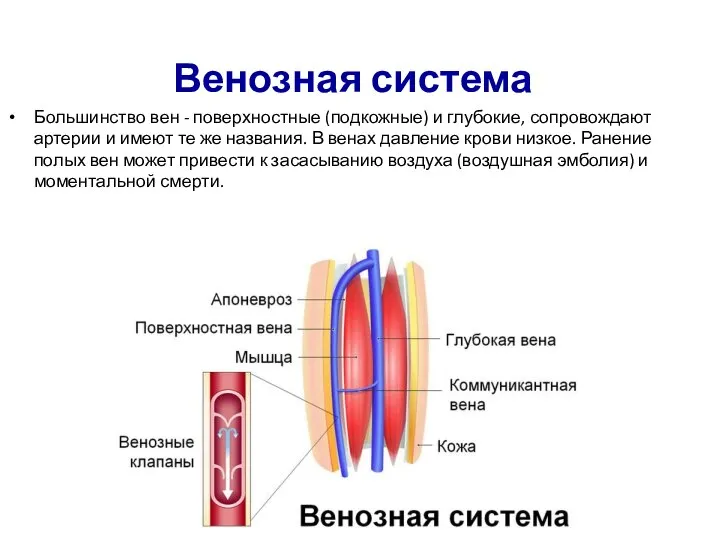 Венозная система Большинство вен - поверхностные (подкожные) и глубокие, сопровождают артерии