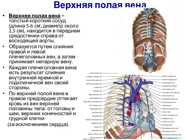 Верхняя полая вена Верхняя полая вена – толстый короткий сосуд (длина