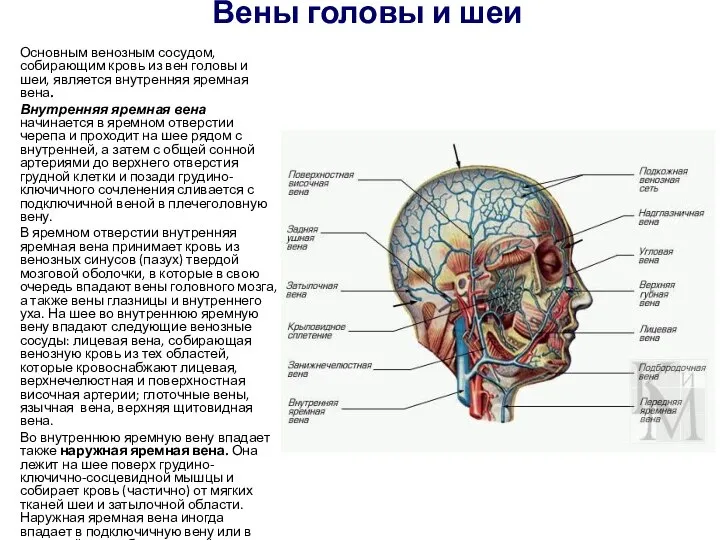 Вены головы и шеи Основным венозным сосудом, собирающим кровь из вен