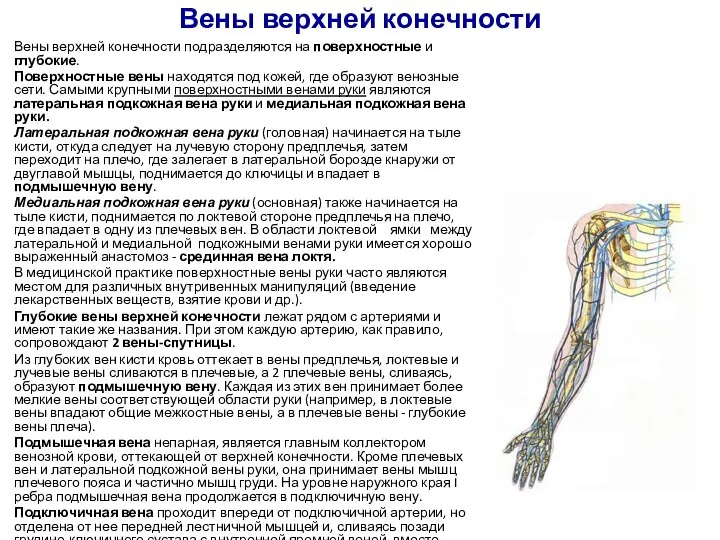 Вены верхней конечности Вены верхней конечности подразделяются на поверхностные и глубокие.