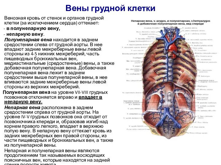 Вены грудной клетки Венозная кровь от стенок и органов грудной клетки