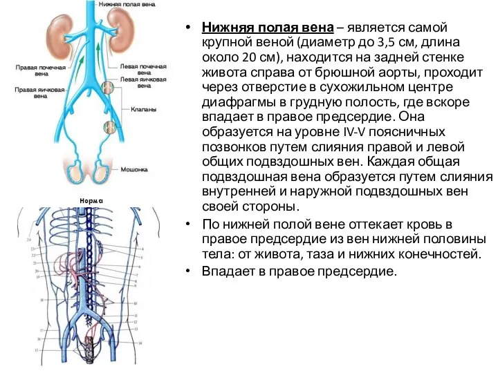 Нижняя полая вена – является самой крупной веной (диаметр до 3,5