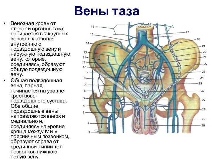 Вены таза Венозная кровь от стенок и органов таза собирается в