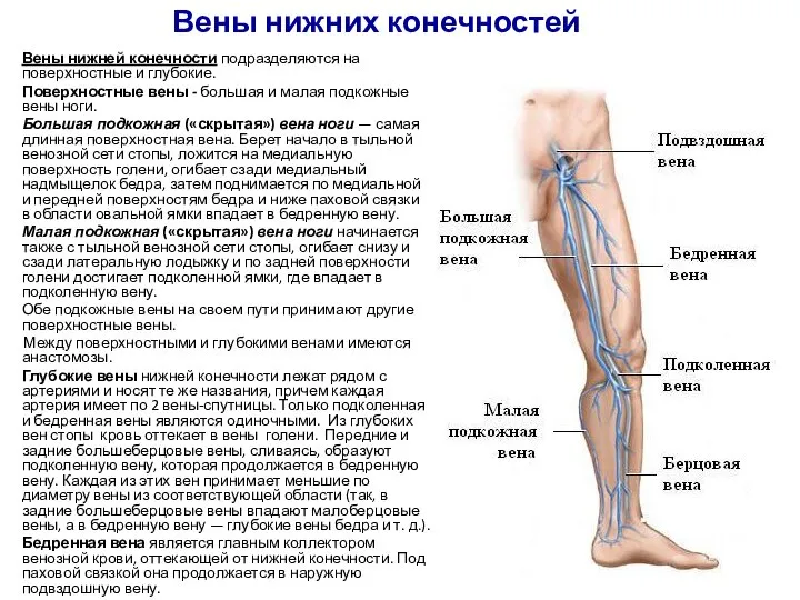 Вены нижних конечностей Вены нижней конечности подразделяются на поверхностные и глубокие.