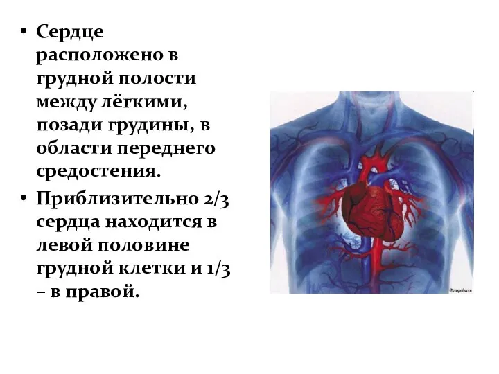 Сердце расположено в грудной полости между лёгкими, позади грудины, в области