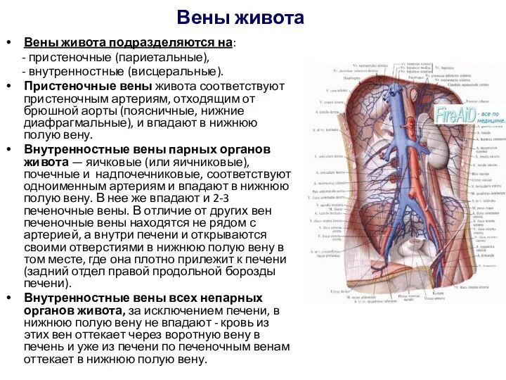 Вены живота Вены живота подразделяются на: - пристеночные (париетальные), - внутренностные