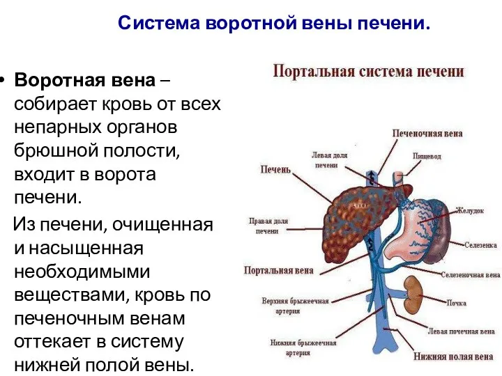 Система воротной вены печени. Воротная вена – собирает кровь от всех